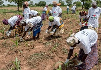 About 80% of total agricultural production is attributed to smallholder farmers including women