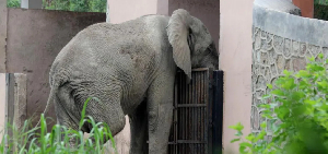 Shankar endured a lonely existence in India after his companion died in 2001