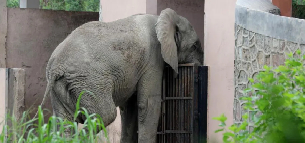 Shankar endured a lonely existence in India after his companion died in 2001