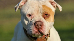 100 dogs a month destroyed since XL bully ban