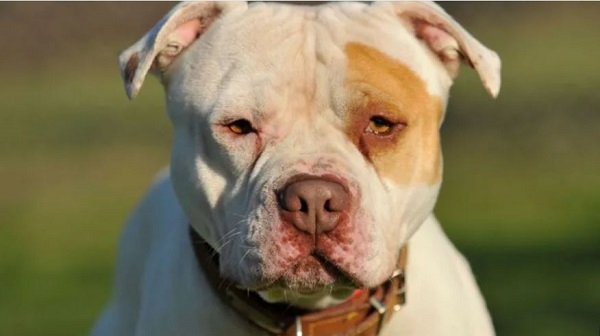 Police have seized and destroyed hundreds of dogs since the ban on XL bullies came into force