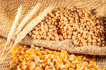 Goverment registers 45 LBCs to purchase grains to tackle food glut