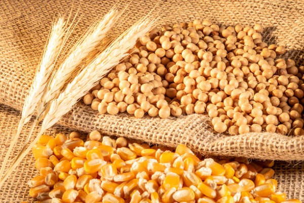 Maize and Soybeans drive record year for the Ghana Commodity Exchange