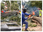Fallen tree crushes vehicles, causes heavy traffic on 37–Kawukudi road