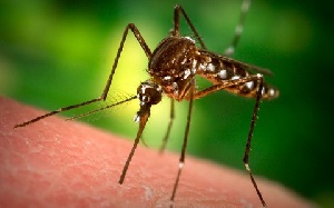 Mosquito Otyh