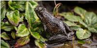 The discovered Amietia wittei, the highest-dwelling frog ever recorded in Africa