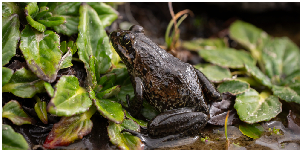 The discovered Amietia wittei, the highest-dwelling frog ever recorded in Africa