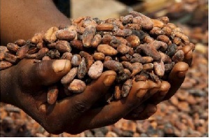 Ivory Cocoa Beans