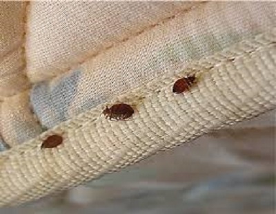 Bed bugs have invaded the  St James Seminary and Senior High School