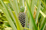 Burkina Faso farmers growing pineapples amid push for self-sufficiency Burkina Faso farmers growing pineapples amid push for self-sufficiency