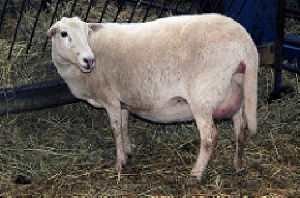Pregnant Sheep  