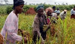 Rice farmers count losses as PFAG demands urgent government rescue