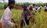 Rice farmers working on their farm land (file photo)