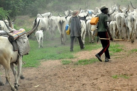 A photo of some Nigerian herdsmen