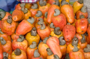 File photo: Cashew fruits