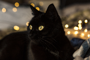 File photo of a black cat