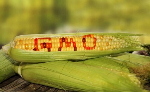 Halt commercialisation of GMOs – ActionAid tells government