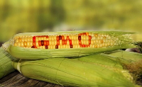 ActionAid Ghana urges government to prioritize GMOs precautionary principles