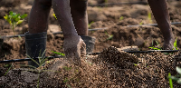 In Mali, a young researcher becomes a maize breeder and helps create national capacity