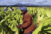 File photo of tobacco