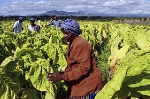 Tobacco Growers