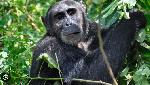 Deforestation pushes animals in Uganda forest to eat virus-laden bat poo