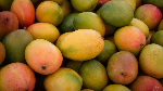 Government sets minimum producer prices for second season of mango, 2025 cashew season