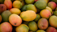 File photo of mangoes