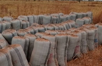 Several bags of harvested rice are going waste