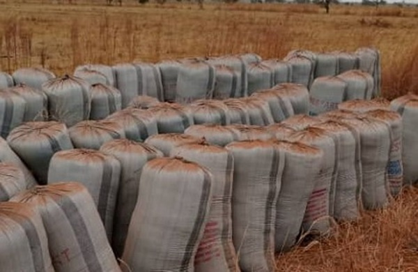 Several bags of harvested rice are going waste