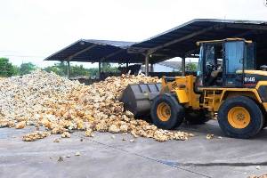 Currently, most rubber processing factories in Ghana operate without dedicated plantations