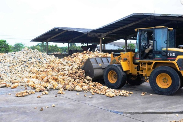 Currently, most rubber processing factories in Ghana operate without dedicated plantations
