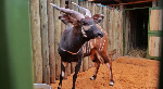 Endangered antelopes flown to Kenya from Czech zoo in 'historic homecoming'