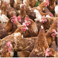 The outbreak has caused a shortage of eggs in Mozambique,including in the capital, Maputo