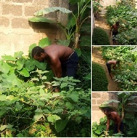 Pictures of David Oscar in his garden