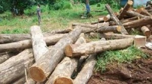 The chief stated that the level of commitment shown towards ending illegal logging is plausible