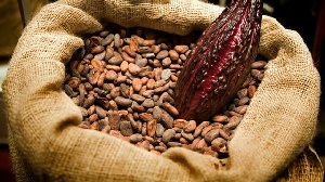 Sack of cocoa beans.          File photo.