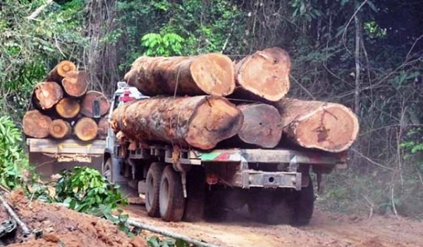 Savannah Region to ban illegal logging, charcoal burning & small-scale mining activities