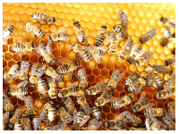 File photo of bees