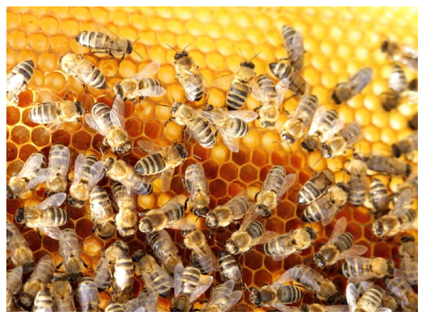 File photo of bees