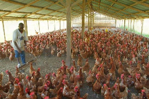 File photo: A poultry farm