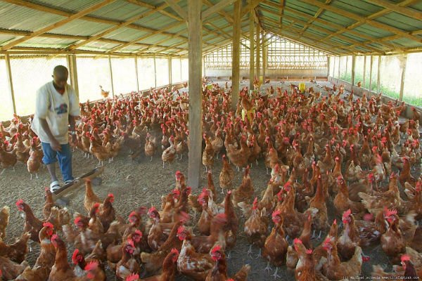 File photo: A poultry farm