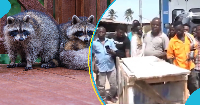 Three raccoons were found in a container shipment at the Tema port
