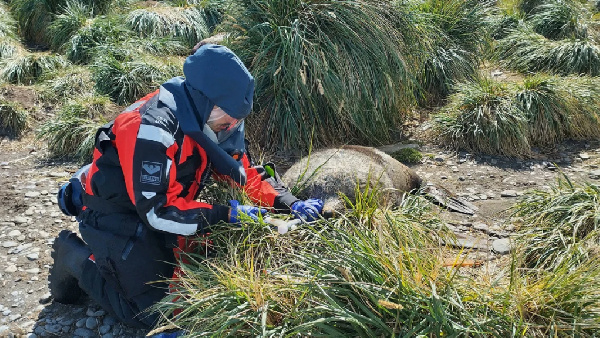 A scientist tests a dead seal for avian influenza on South Georgia Island in December 2023.