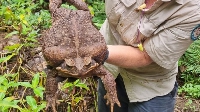 Foto of di giant toad