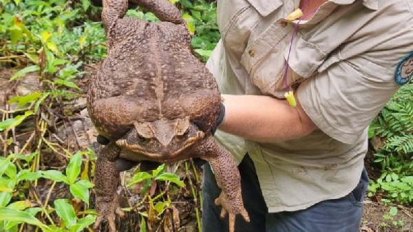 Foto of di giant toad