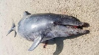 Residents woke up to the sight of dead dolphins on two consecutive days