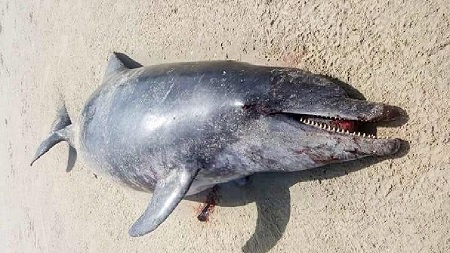 Residents woke up to the sight of dead dolphins on two consecutive days
