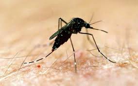 The report revealed the economic cost of malaria  on Ghanaian businesses in 2014 was US$6,588,729