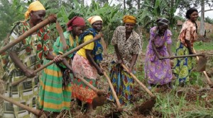 Woman Farmers weeding